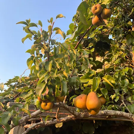 Mirada Do Roxo * אויה