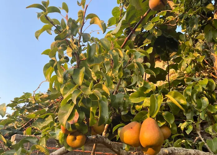 Mirada Do Roxo * Oia